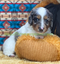 Load image into Gallery viewer, Jack is a Sable Piebald, Silver Dapple Long Hair Mini Dachshund
