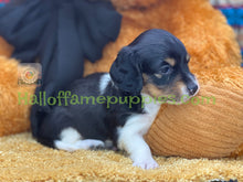 Load image into Gallery viewer, Jimmy is a Long hair Sable Piebald Mini Dachshund
