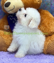 Load image into Gallery viewer, Rocket - an ACA registerable Bichon Frise puppy - has found his new home!
