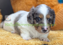 Load image into Gallery viewer, Jack is a Sable Piebald, Silver Dapple Long Hair Mini Dachshund
