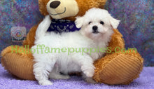 Load image into Gallery viewer, Rocket - an ACA registerable Bichon Frise puppy - has found his new home!
