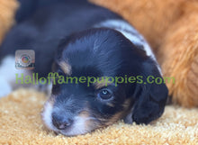 Load image into Gallery viewer, Jimmy is a Long hair Sable Piebald Mini Dachshund
