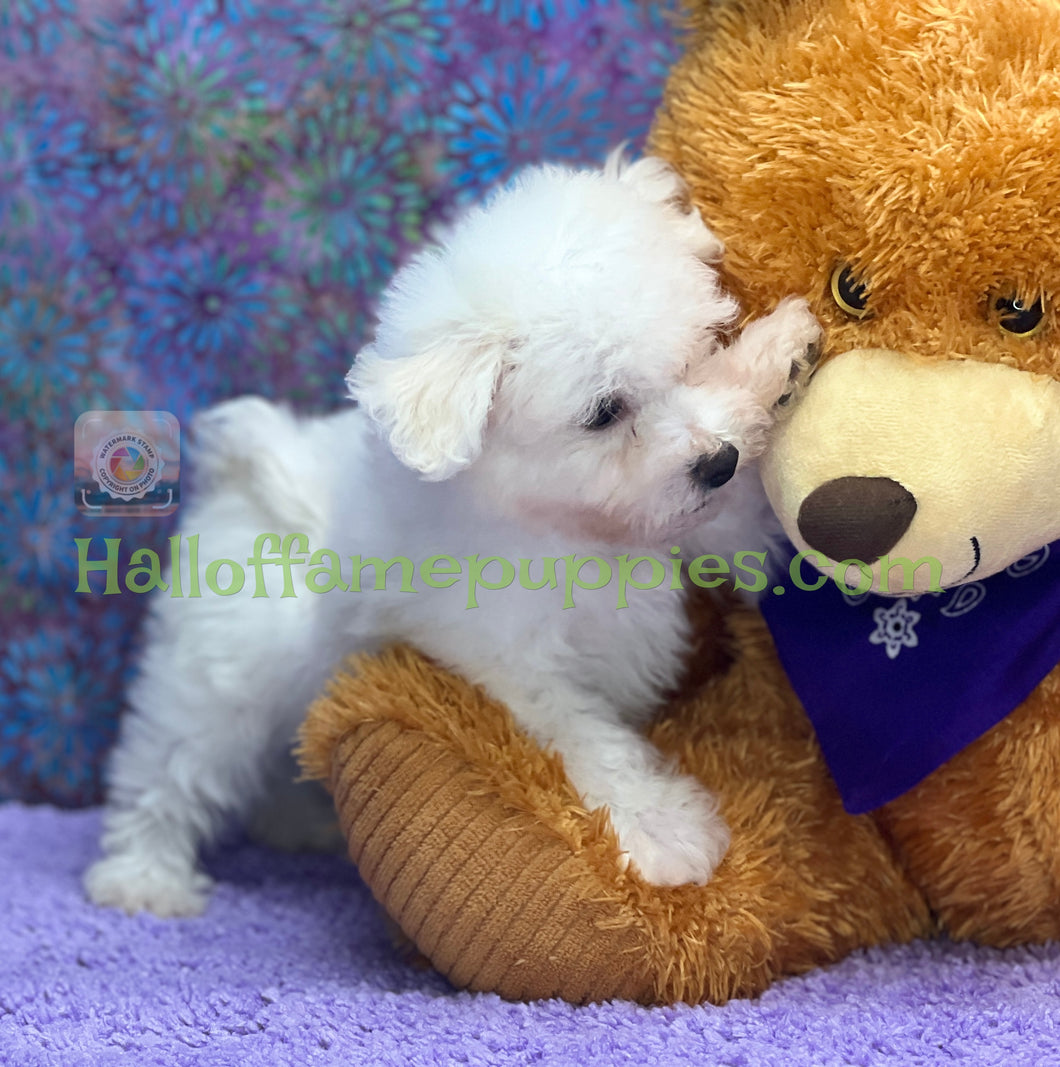 Rocket - an ACA registerable Bichon Frise puppy - has found his new home!
