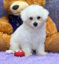 Load image into Gallery viewer, Venus - Bichon Friese puppy - has found her furever home
