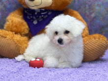 Load image into Gallery viewer, Venus - Bichon Friese puppy - has found her furever home

