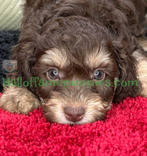 Load image into Gallery viewer, Creed is an F1b Mini Aussiedoodle - has been adopted!  Merry Christmas!
