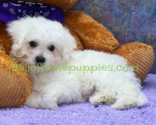 Load image into Gallery viewer, Cosmo - an ACA registerable Bichon Frise puppy - has been adopted!
