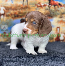 Load image into Gallery viewer, &quot;Jesse is a stunning Sable Piebald Long Hair Miniature Dachshund puppy&quot;
