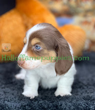 Load image into Gallery viewer, Annie is a long hair miniature Sable Piebald Dachshund puppy!
