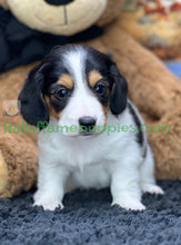 Load image into Gallery viewer, Faith is a long hair miniature Sable Piebald Dachshund puppy!
