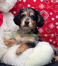 Load image into Gallery viewer, Shiloh is a long hair Silver Dapple Miniature Dachshund - has been adopted
