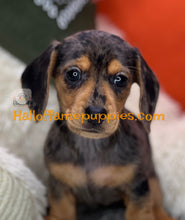 Load image into Gallery viewer, Oceane is a short hair dapple miniature Dachshund
