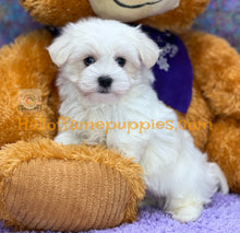 Load image into Gallery viewer, Biscuit - Maltese puppy - is currently on hold
