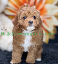 Load image into Gallery viewer, Juliet a F1b Mini Cava poo puppy
