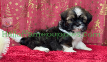 Load image into Gallery viewer, Holly - A hypoallergenic Shih tzu puppy
