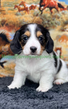 Load image into Gallery viewer, Faith is a long hair miniature Sable Piebald Dachshund puppy!
