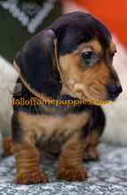 Load image into Gallery viewer, Commander is a Short hair Mini Dachshund
