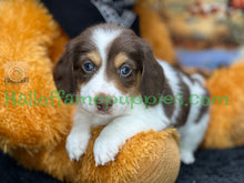 Load image into Gallery viewer, Annie is a long hair miniature Sable Piebald Dachshund puppy!
