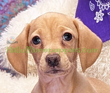 Load image into Gallery viewer, Sundance - The Mini-Dachshund - has found his furever home!
