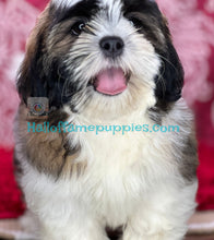 Load image into Gallery viewer, Ferrari - is a hypoallergenic Shih tzu puppy -  has been sold
