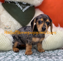 Load image into Gallery viewer, Oceane is a short hair dapple miniature Dachshund
