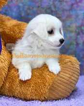 Load image into Gallery viewer, Dumplin - Maltese puppy
