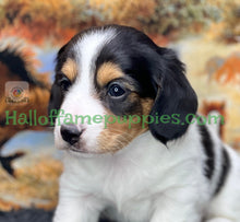 Load image into Gallery viewer, Faith is a long hair miniature Sable Piebald Dachshund puppy!
