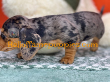 Load image into Gallery viewer, Oceane is a short hair dapple miniature Dachshund
