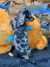 Load image into Gallery viewer, Dixie is a short hair miniature silver dapple Dachshund
