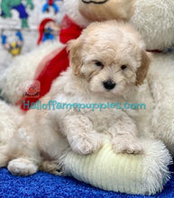Load image into Gallery viewer, Thor - Malte-poo / A Hypoallergenic puppy
