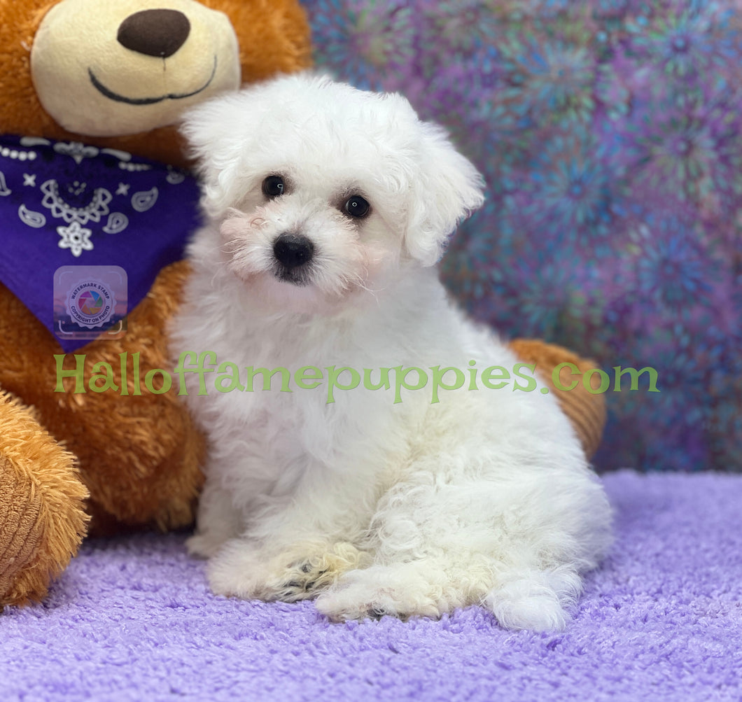 Cosmo - an ACA registerable Bichon Frise puppy - has been adopted!