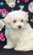 Load image into Gallery viewer, Romeo - Maltese
