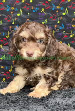 Load image into Gallery viewer, Creed is an F1b Mini Aussiedoodle - has been adopted!  Merry Christmas!
