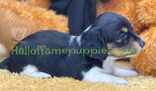 Load image into Gallery viewer, Jimmy is a Sable Piebald Long hair Mini Dachshund
