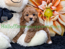 Load image into Gallery viewer, Juliet a F1b Mini Cava poo puppy
