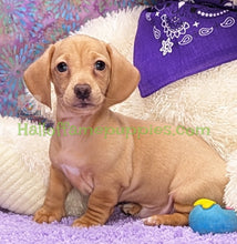 Load image into Gallery viewer, Sundance - The Mini-Dachshund - has found his furever home!
