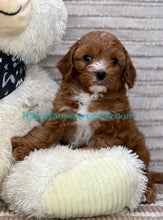 Load image into Gallery viewer, Sweet Melissa - Cavapoo
