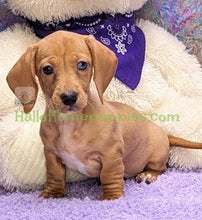 Load image into Gallery viewer, Diamond Lil - A Mini Dachshund - has found her FUR-EVER HOME!
