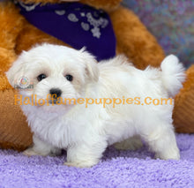 Load image into Gallery viewer, Biscuit - Maltese puppy - is currently on hold
