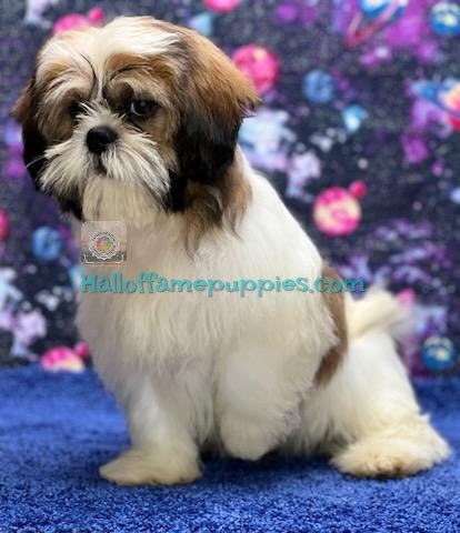 Cosmo - A hypoallergenic Shih tzu puppy