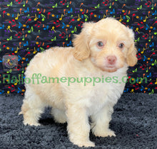 Load image into Gallery viewer, Blondie is an F1b Minnie Aussiedoodle
