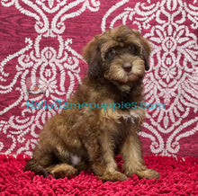 Load image into Gallery viewer, Sheri- An F1b Mini Aussiedoodle - has found her forever home!

