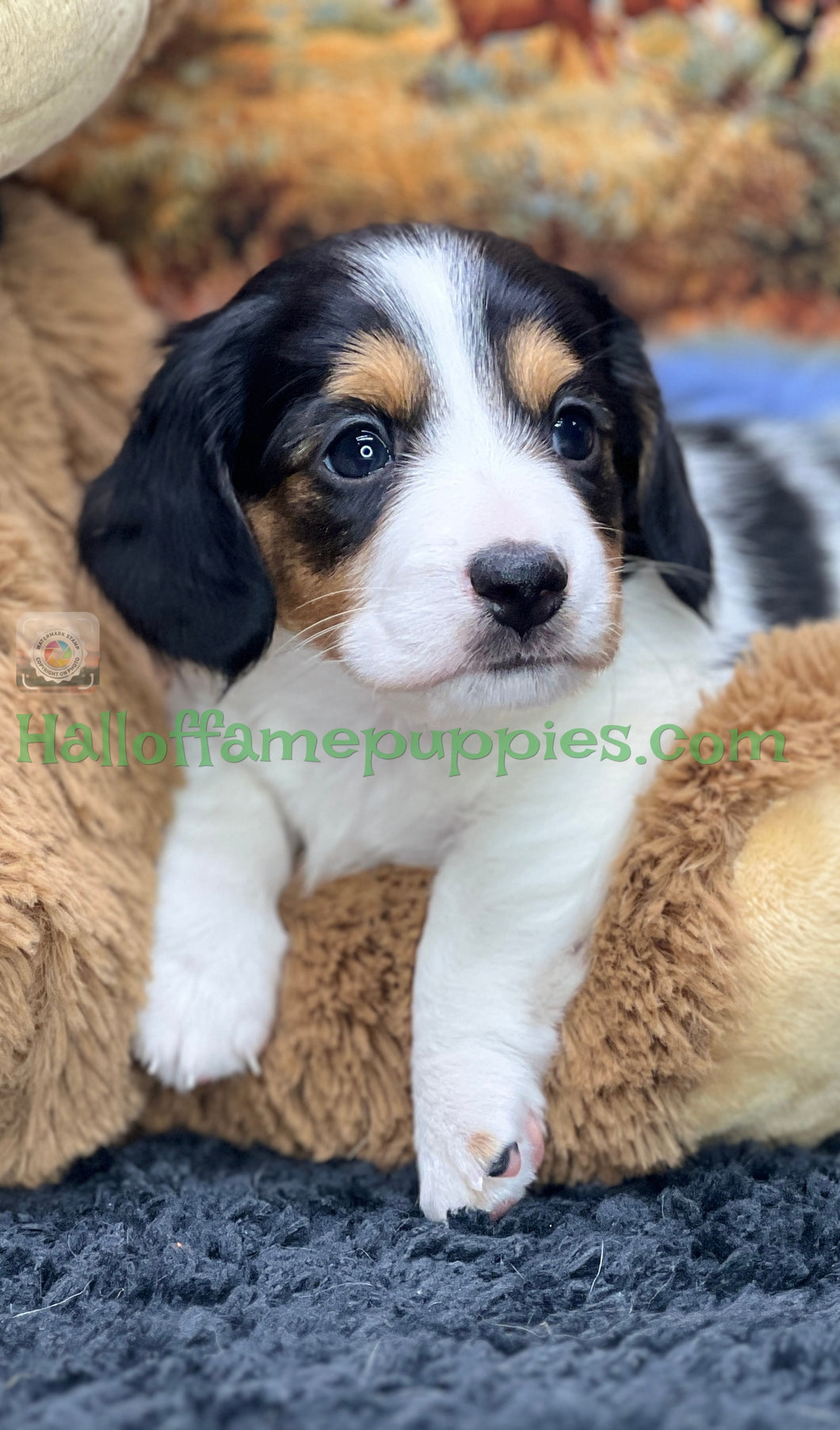 Faith is a long hair miniature Sable Piebald Dachshund puppy!