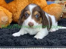 Load image into Gallery viewer, Annie is a long hair miniature Sable Piebald Dachshund puppy!
