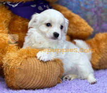 Load image into Gallery viewer, Giblet - Maltese puppy
