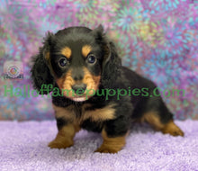 Load image into Gallery viewer, Ivy is a long hair Black and Tan Miniature Dachshund
