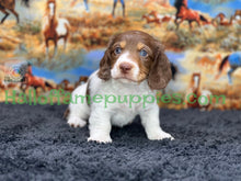 Load image into Gallery viewer, &quot;Jesse is a stunning Sable Piebald Long Hair Miniature Dachshund puppy&quot;
