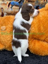 Load image into Gallery viewer, Annie is a long hair miniature Sable Piebald Dachshund puppy!
