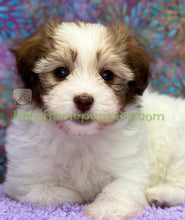 Load image into Gallery viewer, Rosie - Hypoallergenic Havanese puppy
