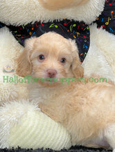 Load image into Gallery viewer, Blondie is an F1b Minnie Aussiedoodle
